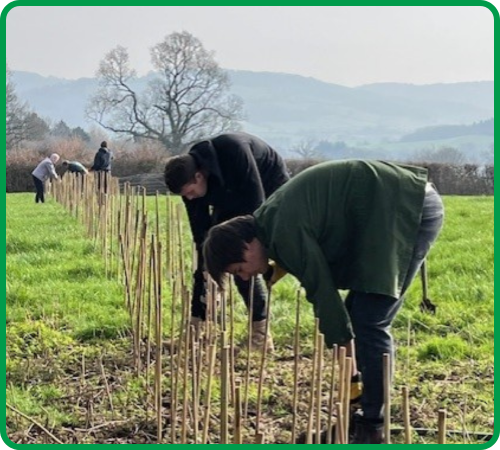 planting-native-broadleaved-trees